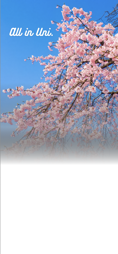 Cherry blossoms